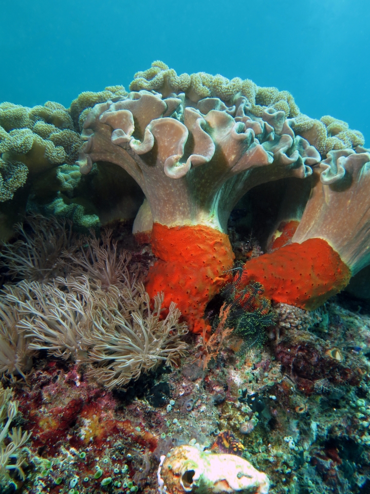 Sarcophyton sp