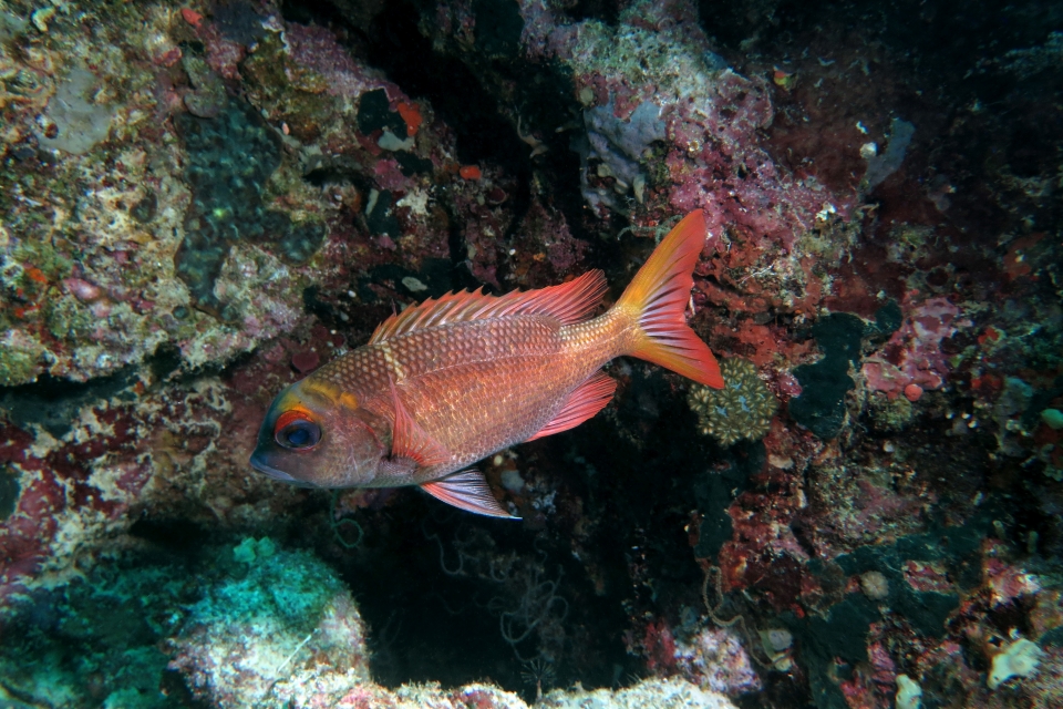Monotaxis heterodon