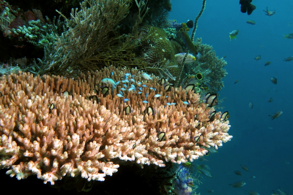 Chromis viridis, Dascyllus reticulatus, Plana Acropora
