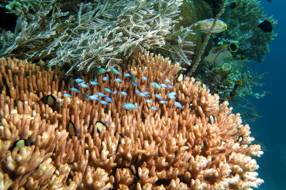 Chromis viridis, Dascyllus reticulatus, Plana Acropora
