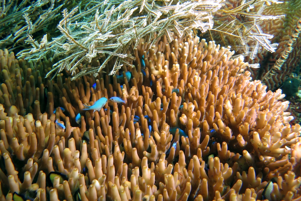 Chromis viridis, Dascyllus reticulatus, Plana Acropora