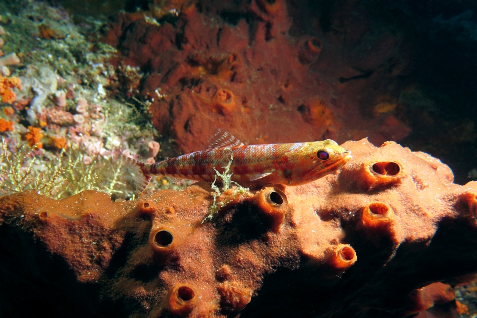 Synodus variegatus, Spirastrella decumbens