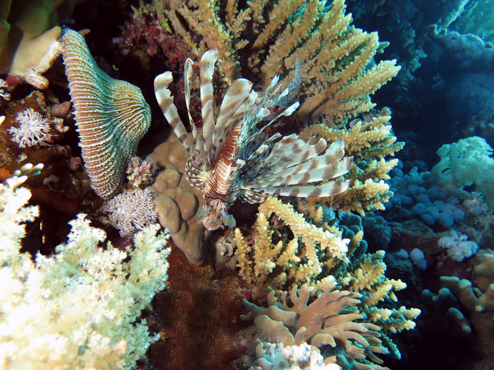 Pterois miles