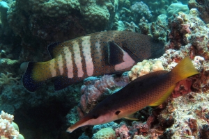 Cephalopholis argus, Gomphosus caeruleus