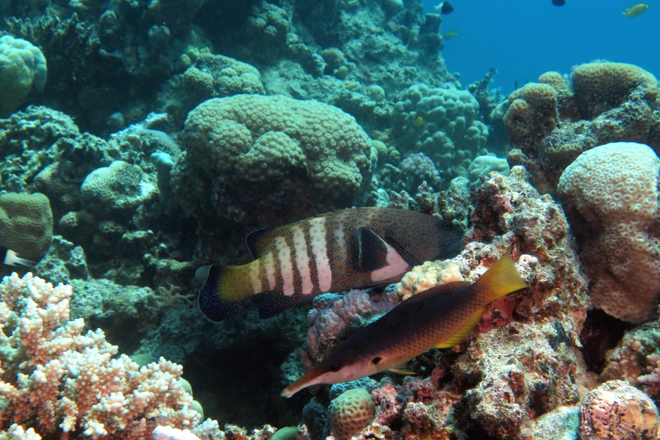 Cephalopholis argus, Gomphosus caeruleus