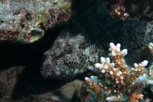 Epinephelus tauvina