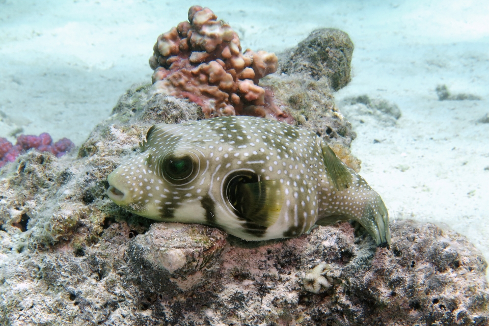 Arothron hispidus