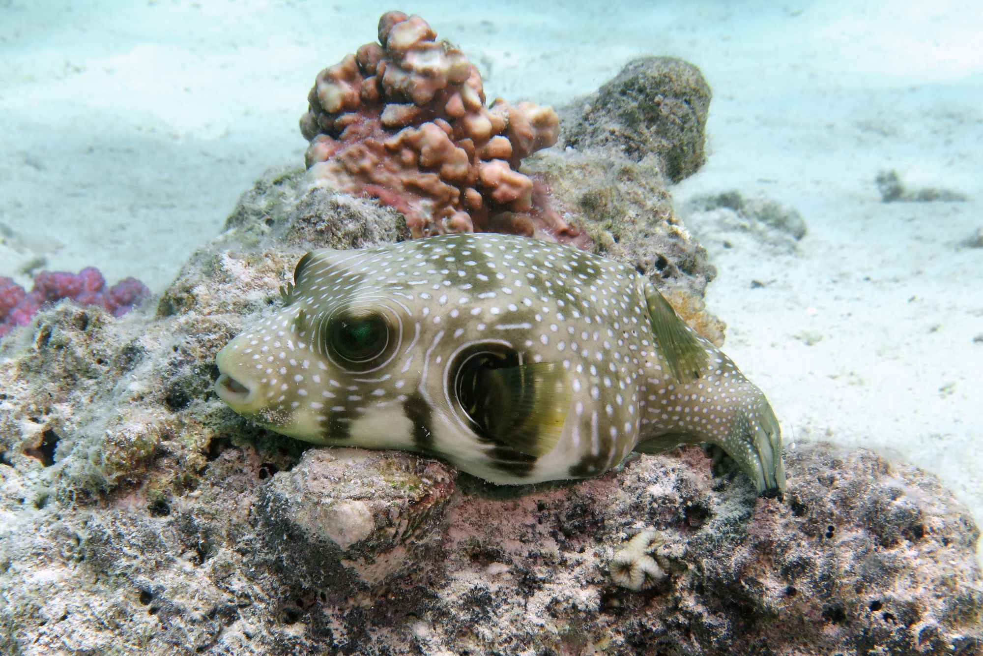 Arothron hispidus