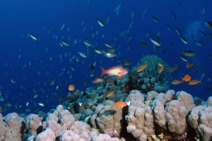 Pseudanthias squamipinnis, Neopomacentrus miryae