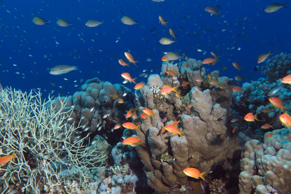 Pseudanthias squamipinnis, Chromis flavaxilla, Neopomacentrus miryae