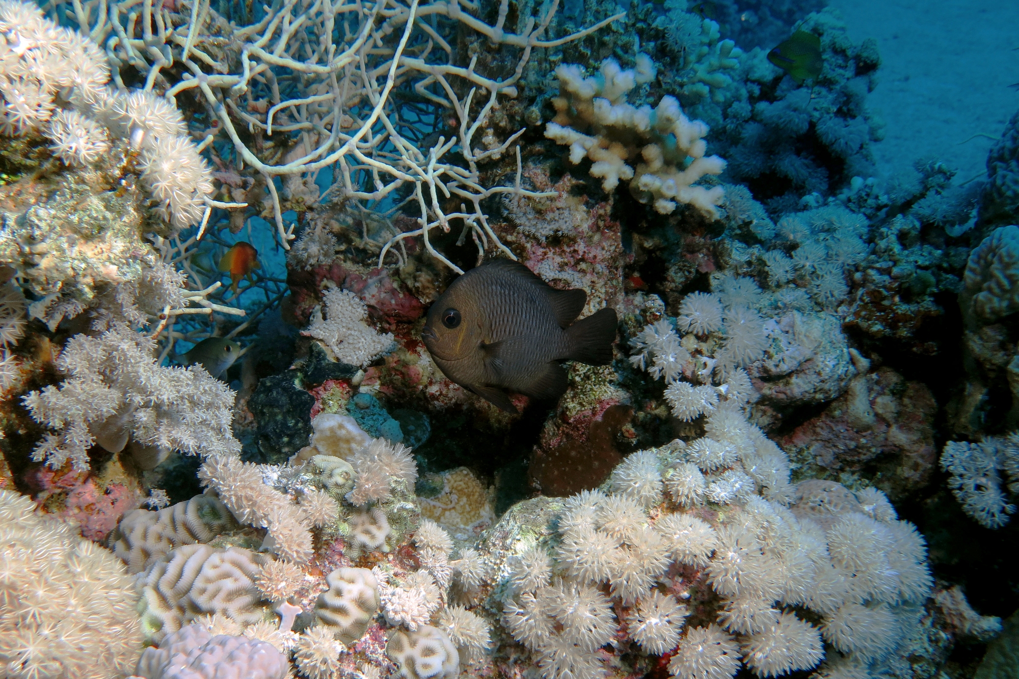 Dascyllus trimaculatus