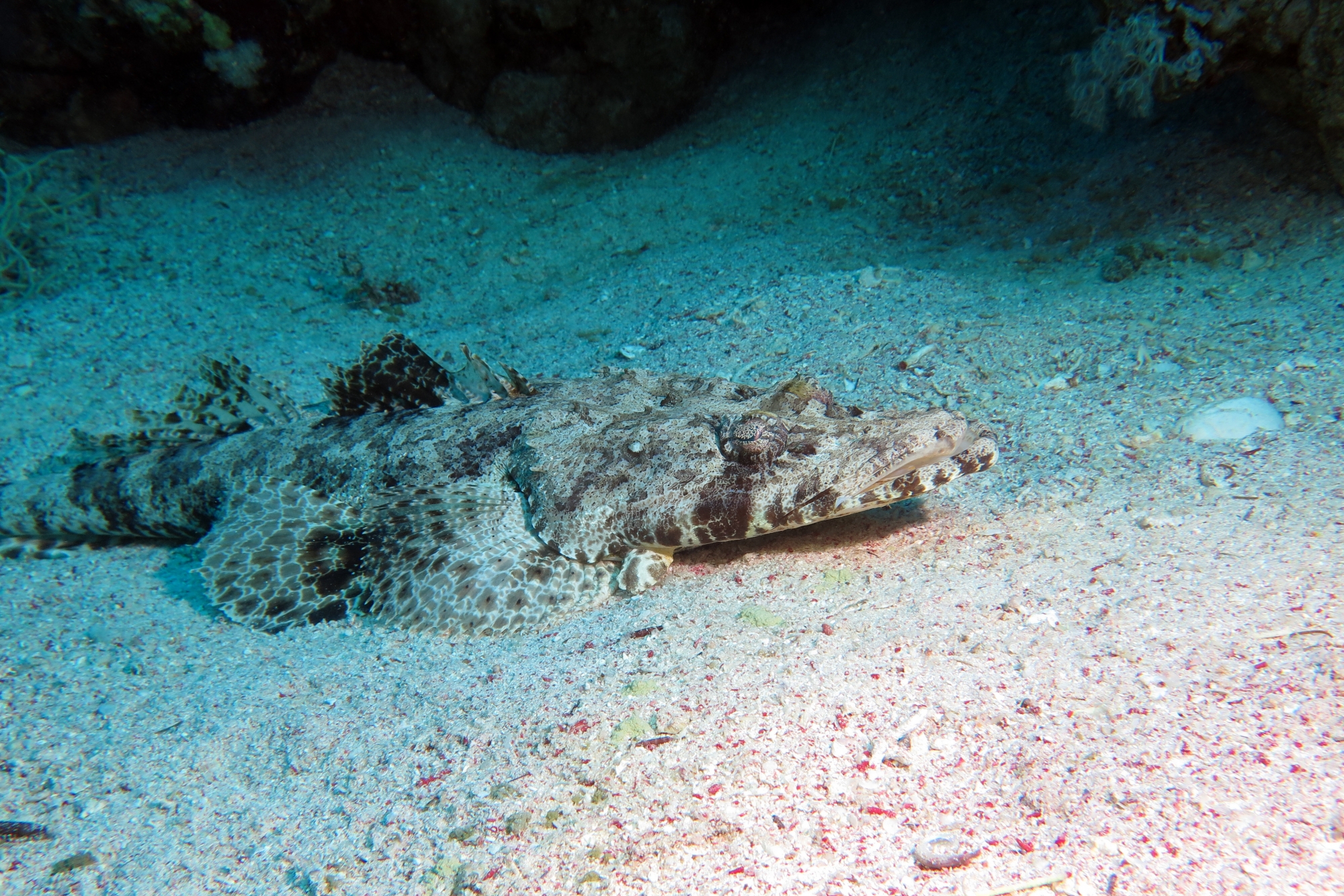 Papilloculiceps longiceps