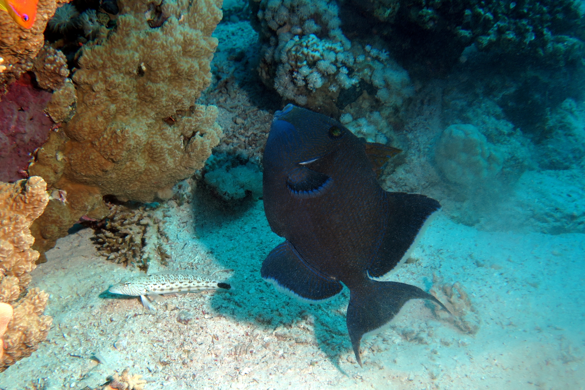 Pseudobalistes fuscus, Parapercis hexophthalma