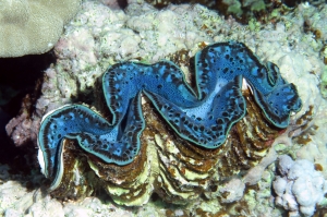 Tridacna maxima