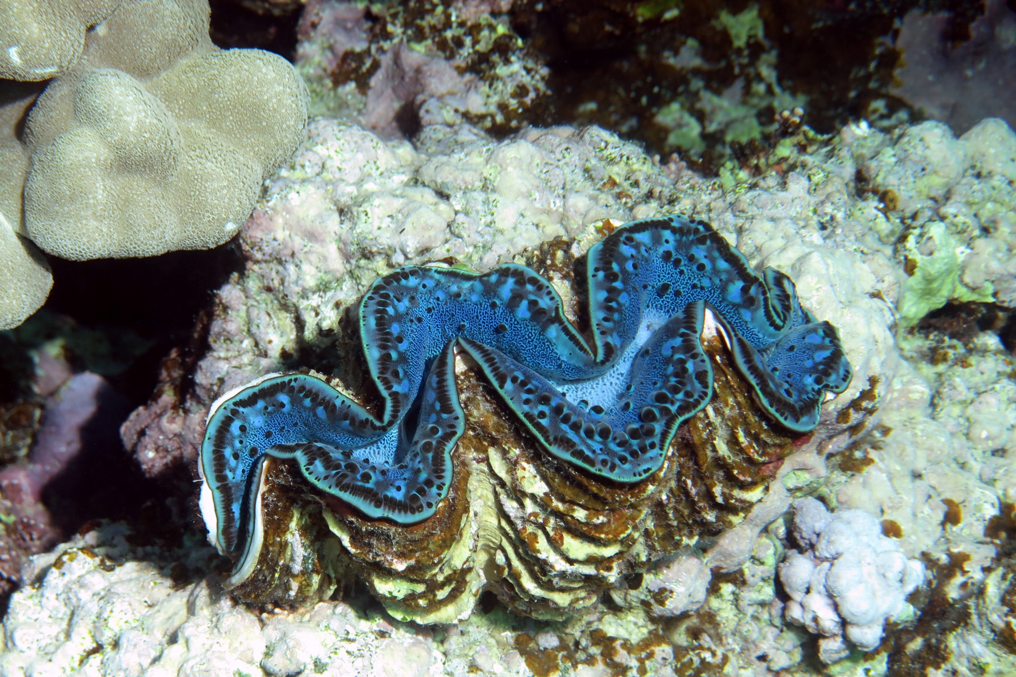 Tridacna maxima