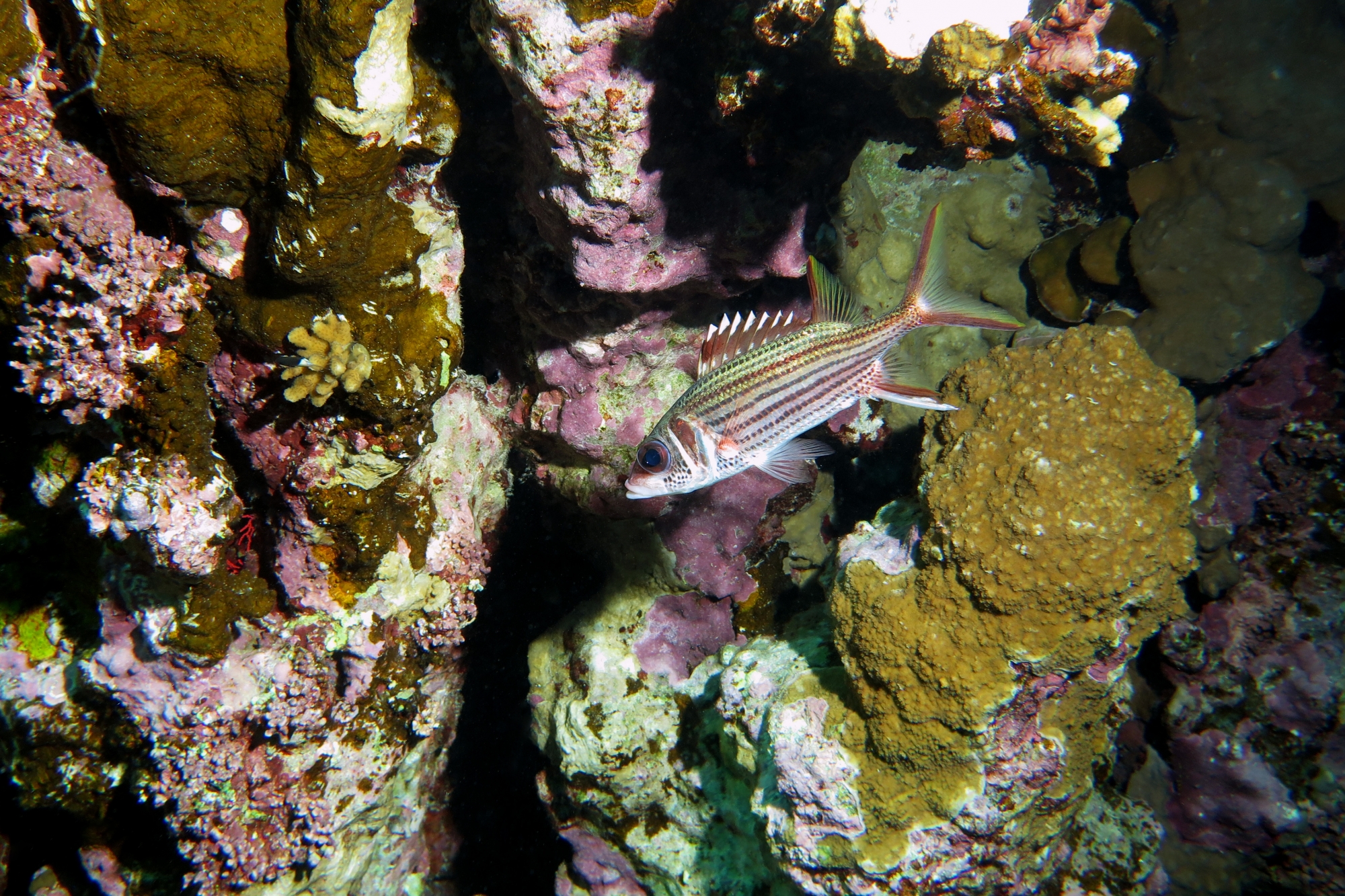 Neoniphon sammara