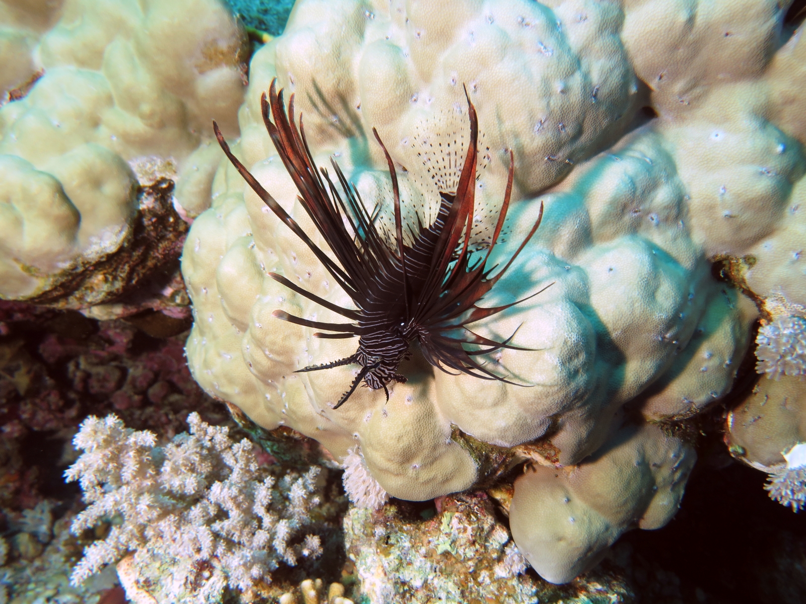 Pterois miles