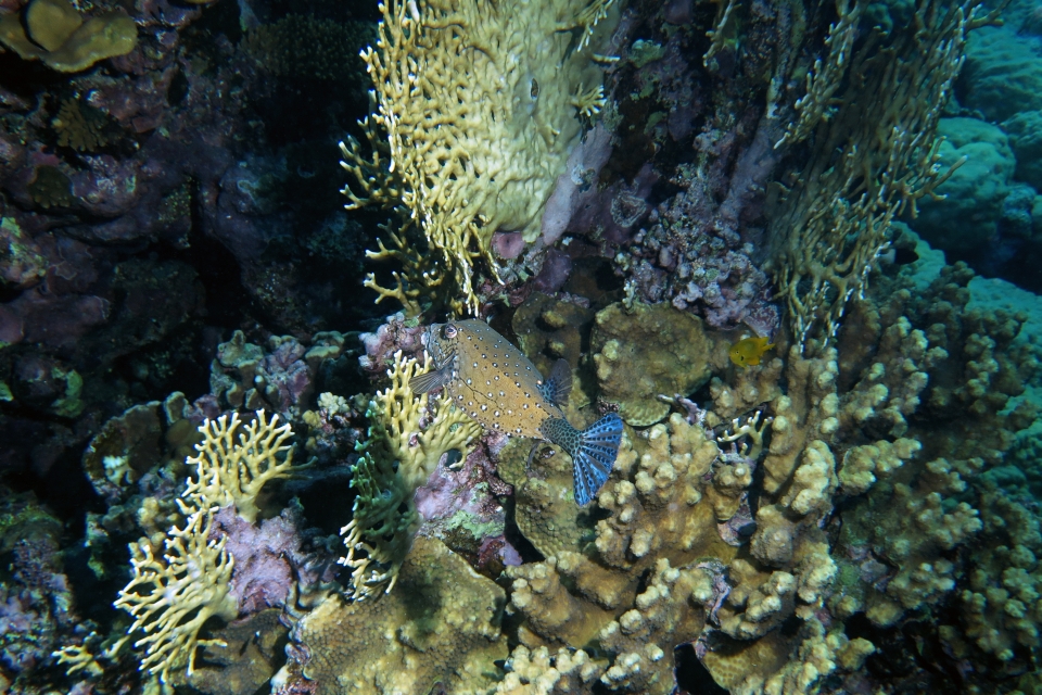 Ostracion cubicus