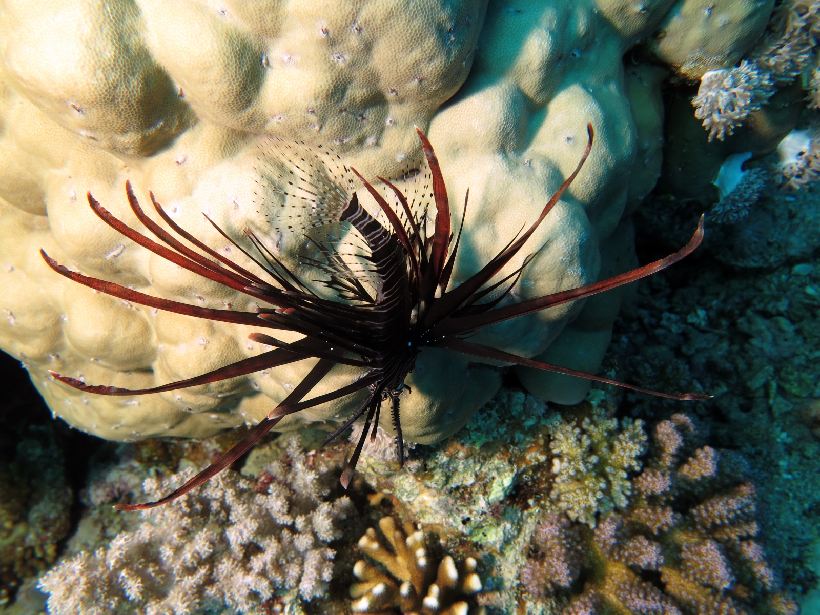 Pterois miles