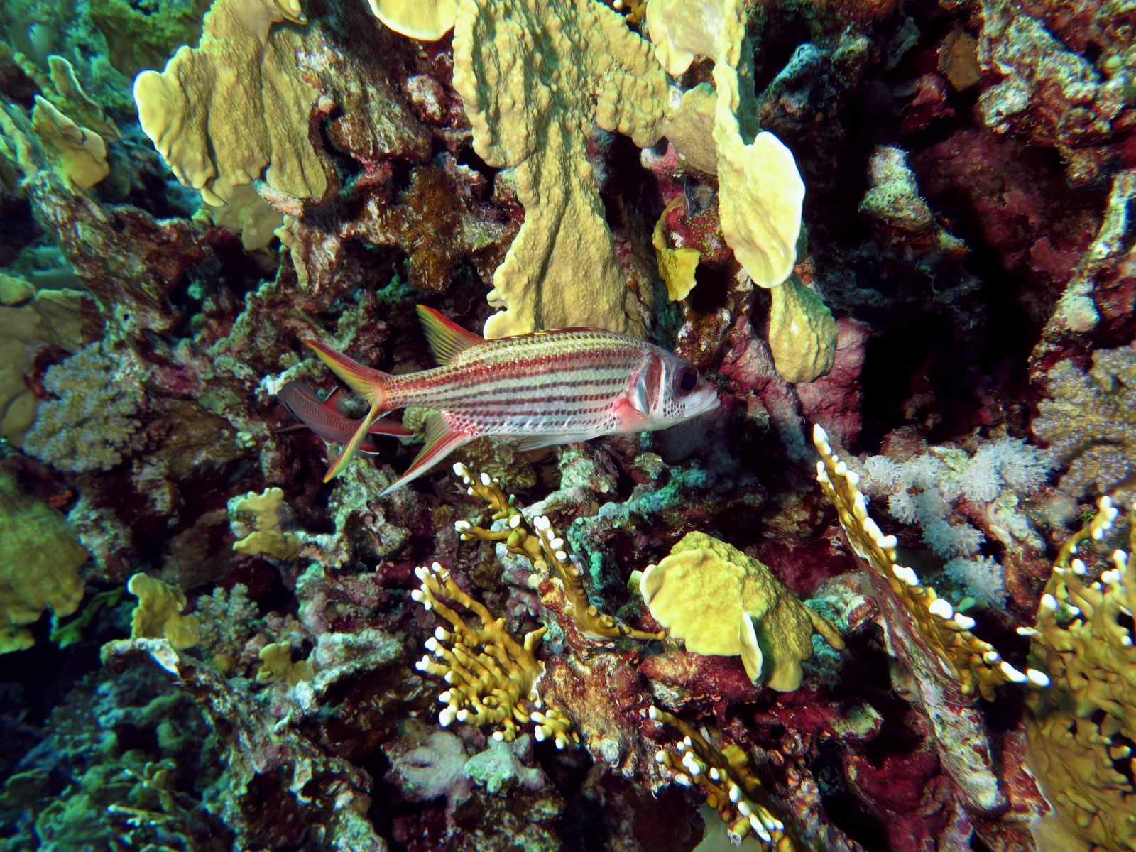 Neoniphon sammara