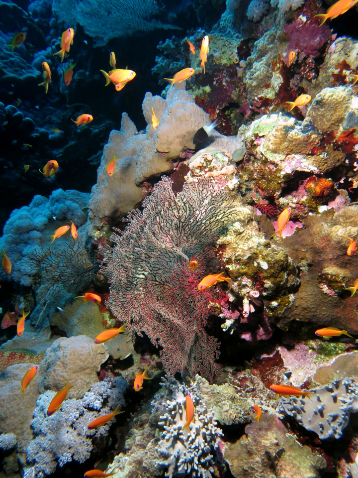 Pseudanthias squamipinnis