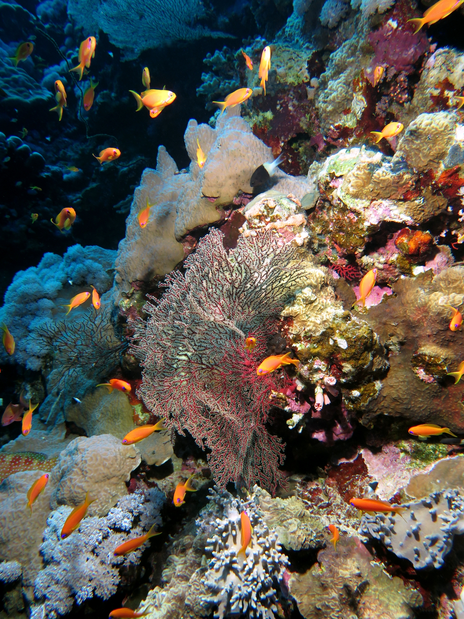 Pseudanthias squamipinnis