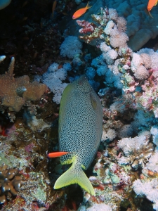 Siganus stellatus