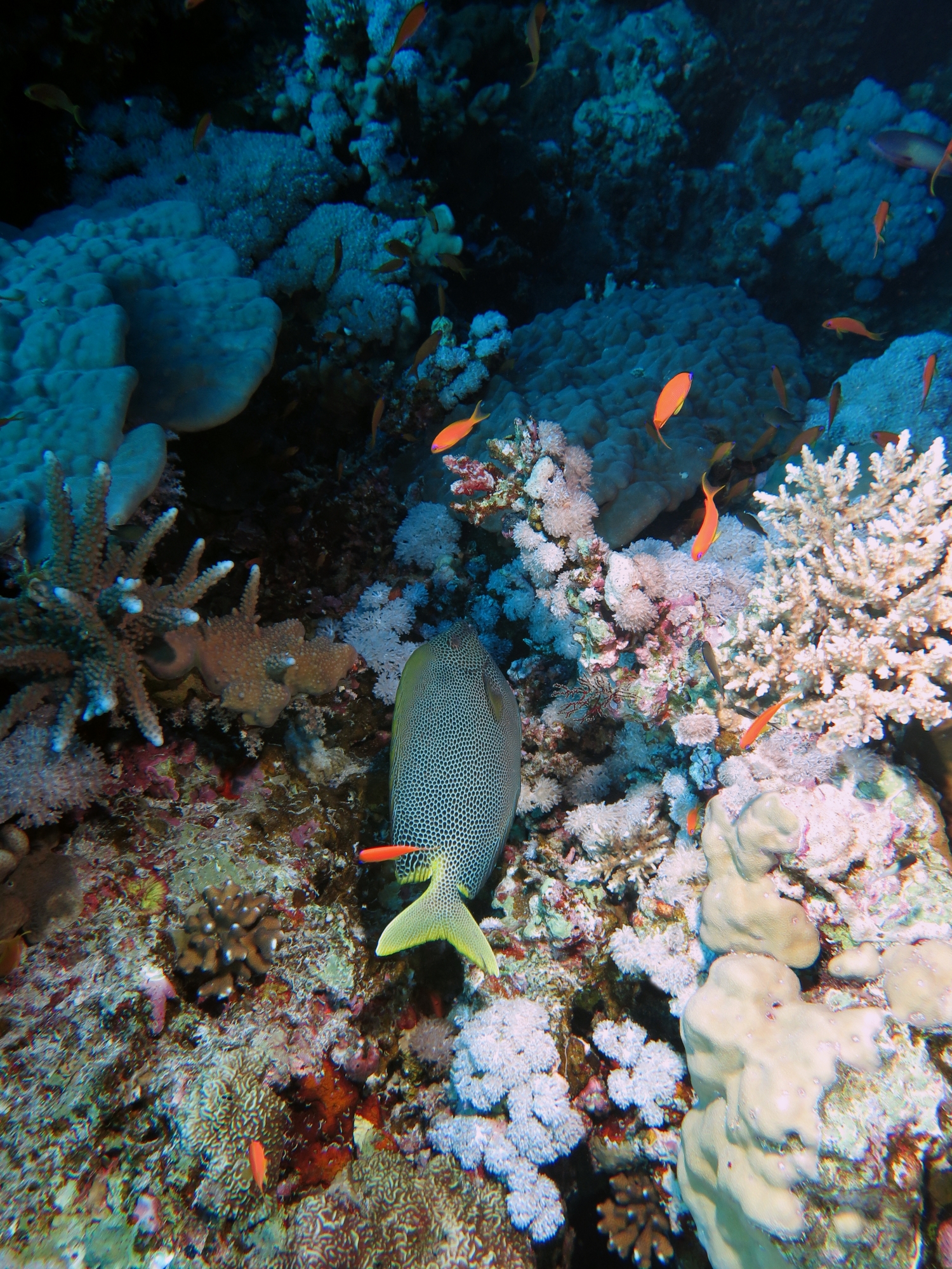 Siganus stellatus