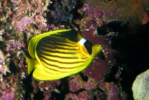 Chaetodon fasciatus