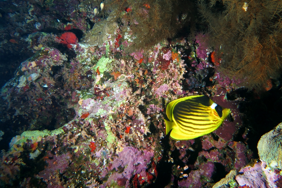 Chaetodon fasciatus