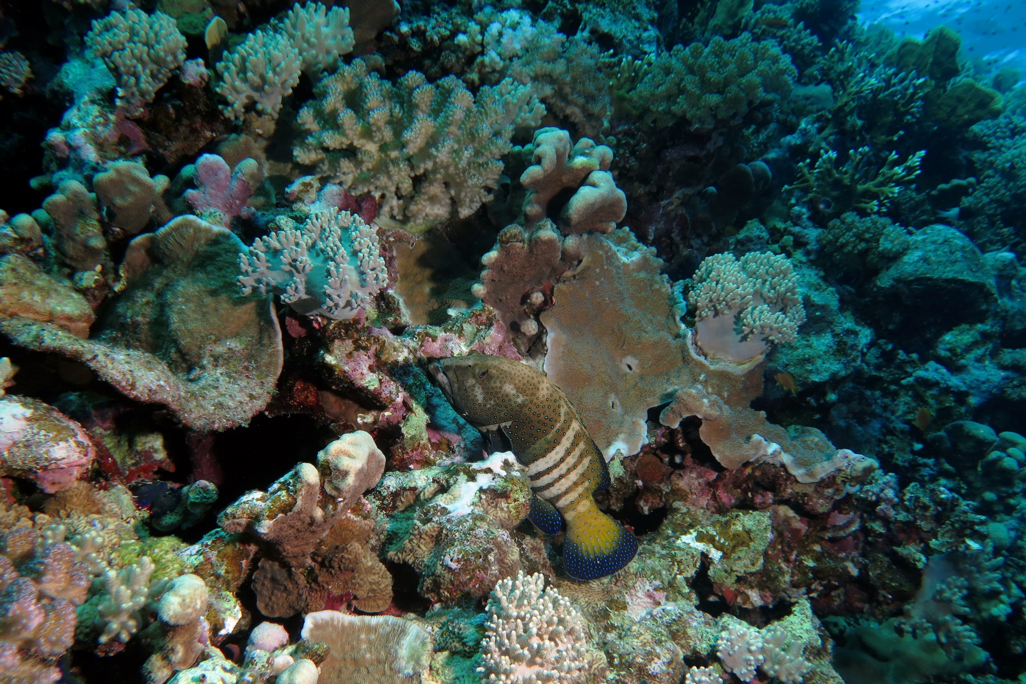 Cephalopholis argus
