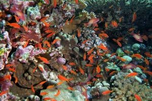 Pseudanthias squamipinnis