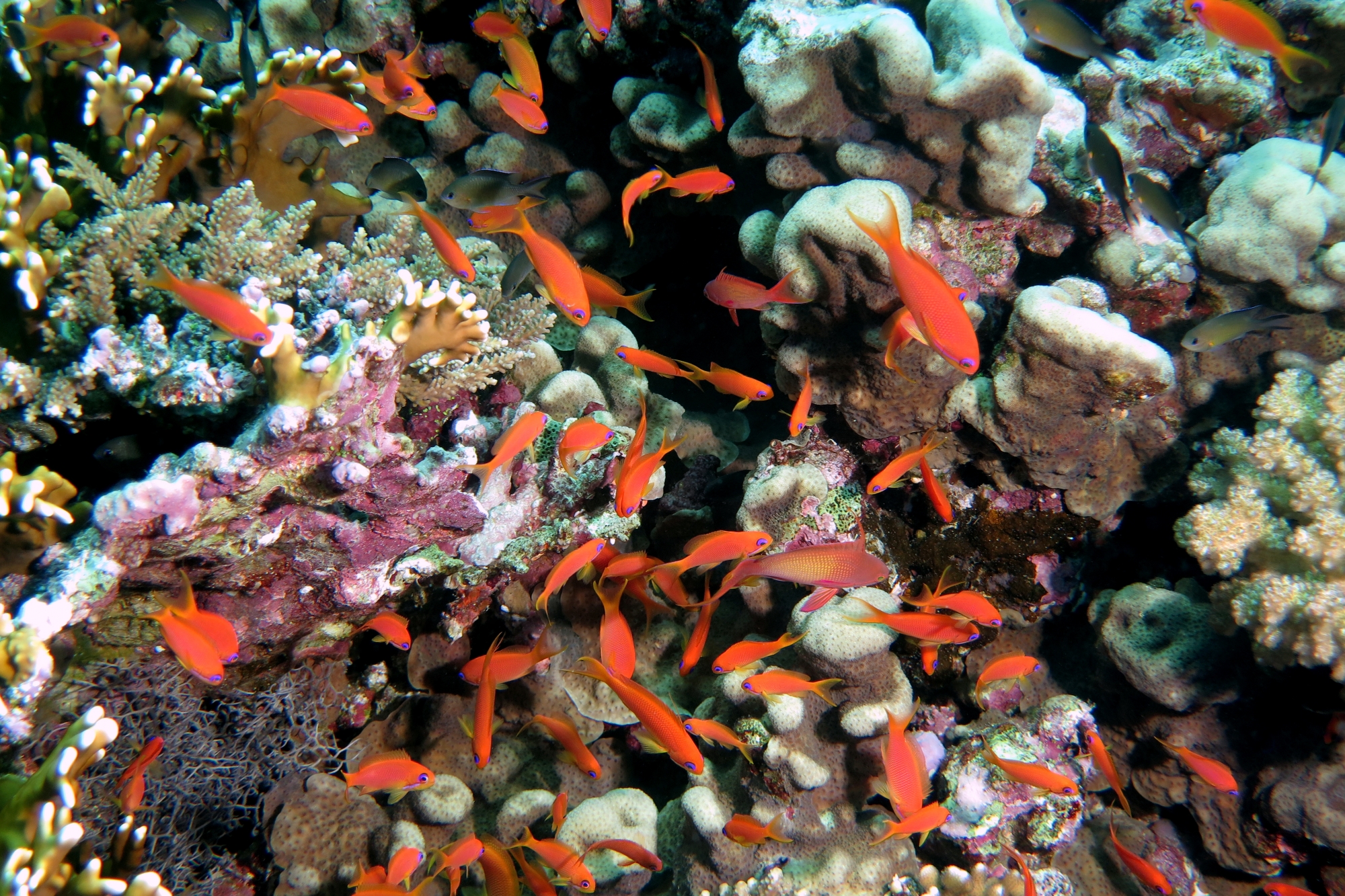 Pseudanthias squamipinnis
