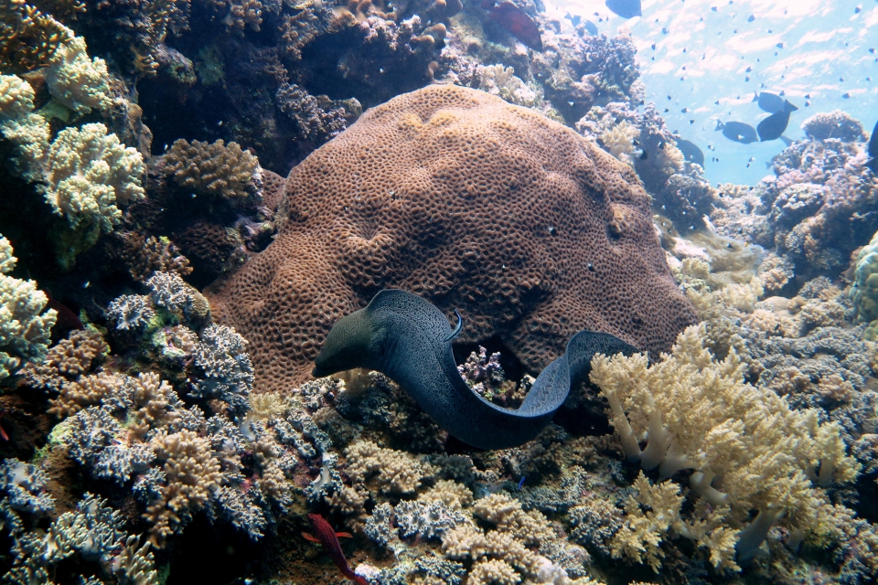 Gymnothorax javanicus, Labroides dimidiatus