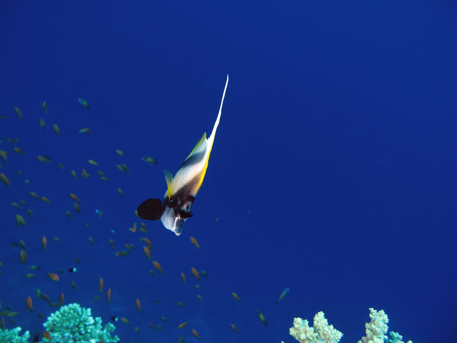 Heniochus intermedius