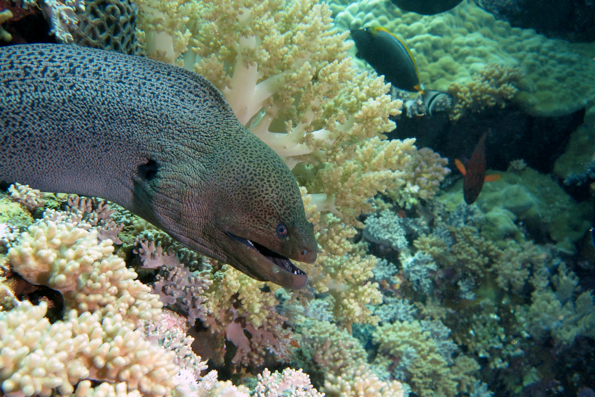 Gymnothorax javanicus