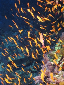 Pseudanthias squamipinnis