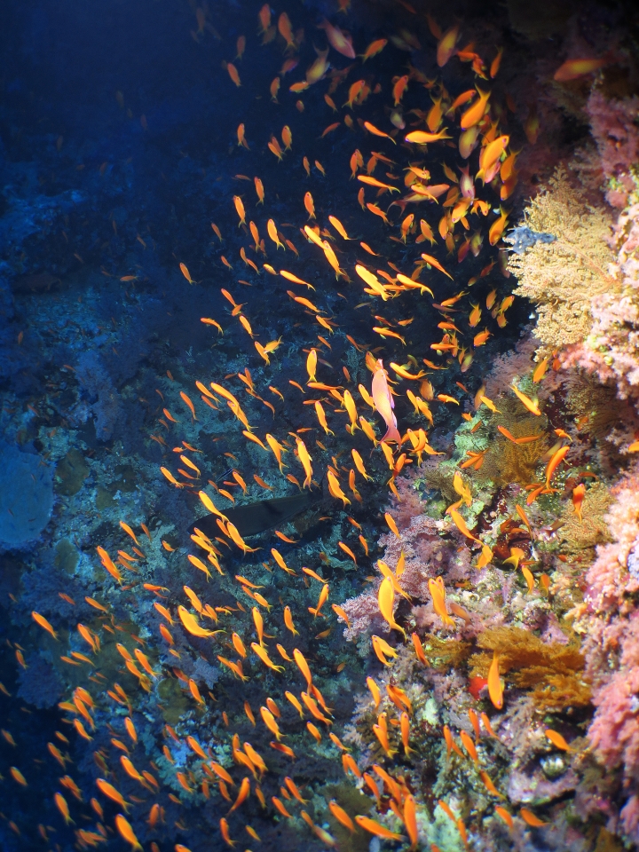 Pseudanthias squamipinnis