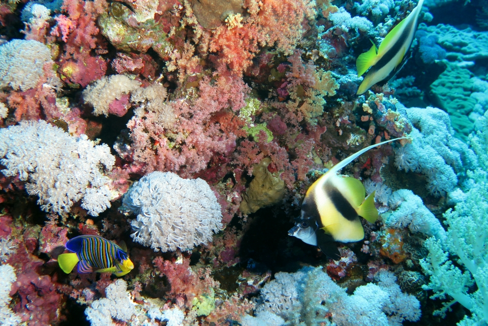 Heniochus intermedius, Pygoplites diacanthus