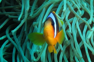 Amphiprion bicinctus, Heteractis crispa