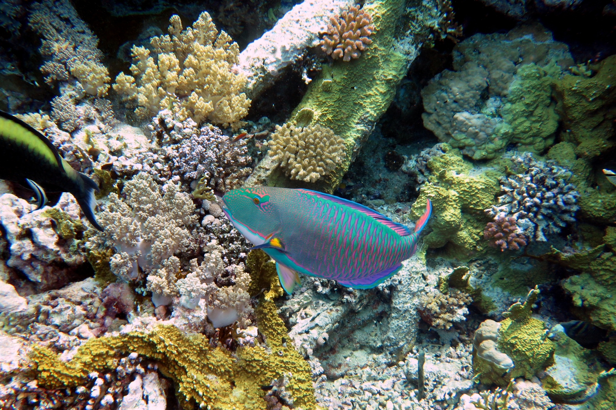 Cetoscarus bicolor