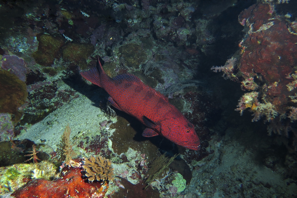 Plectropomus pessuliferus