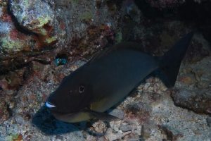 Naso hexacanthus