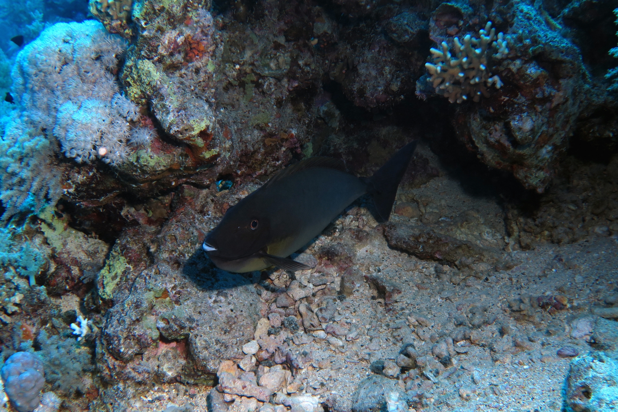 Naso hexacanthus