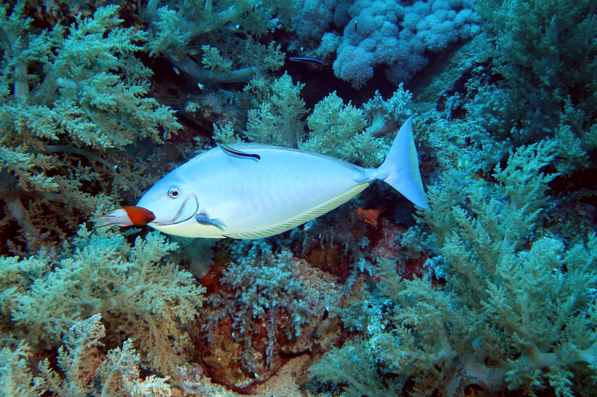 Naso hexacanthus, Bodianus anthioides, Labroides dimidiatus