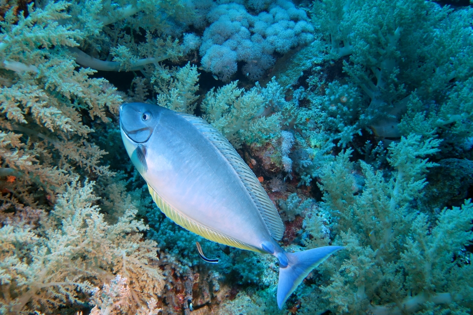 Naso hexacanthus, Labroides dimidiatus