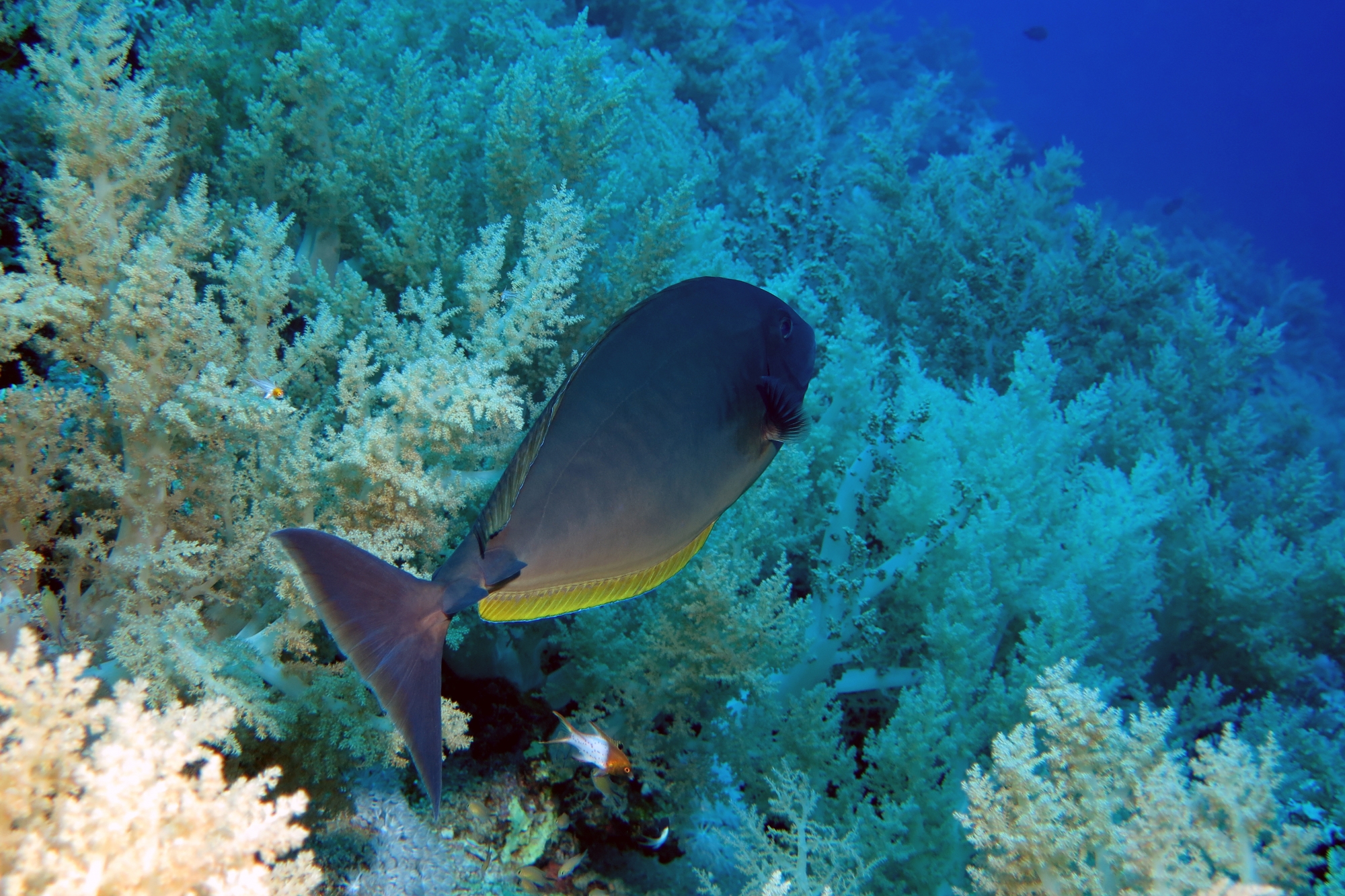 Naso hexacanthus, Bodianus anthioides