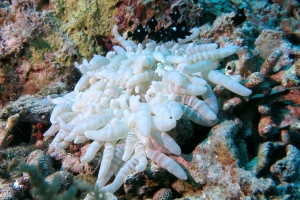 Heteractis aurora, Dascyllus trimaculatus