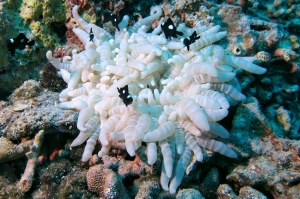 Heteractis aurora, Dascyllus trimaculatus