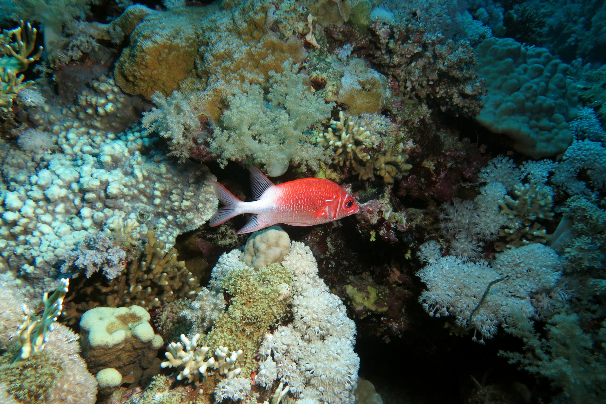 Sargocentron caudimaculatum